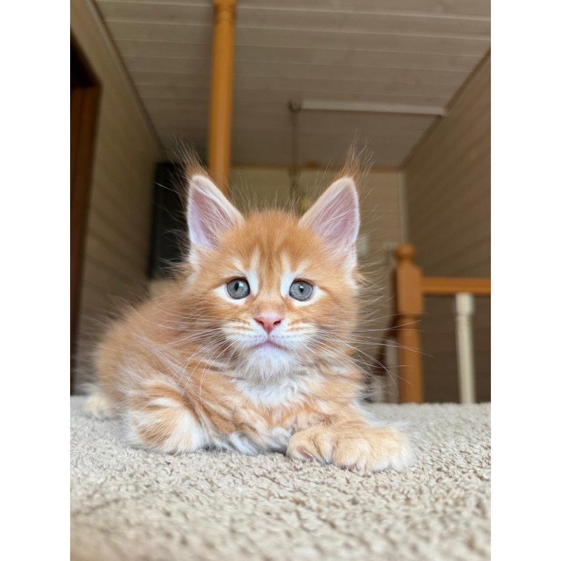 Maine Coon NOV Bazilio Polydactyl