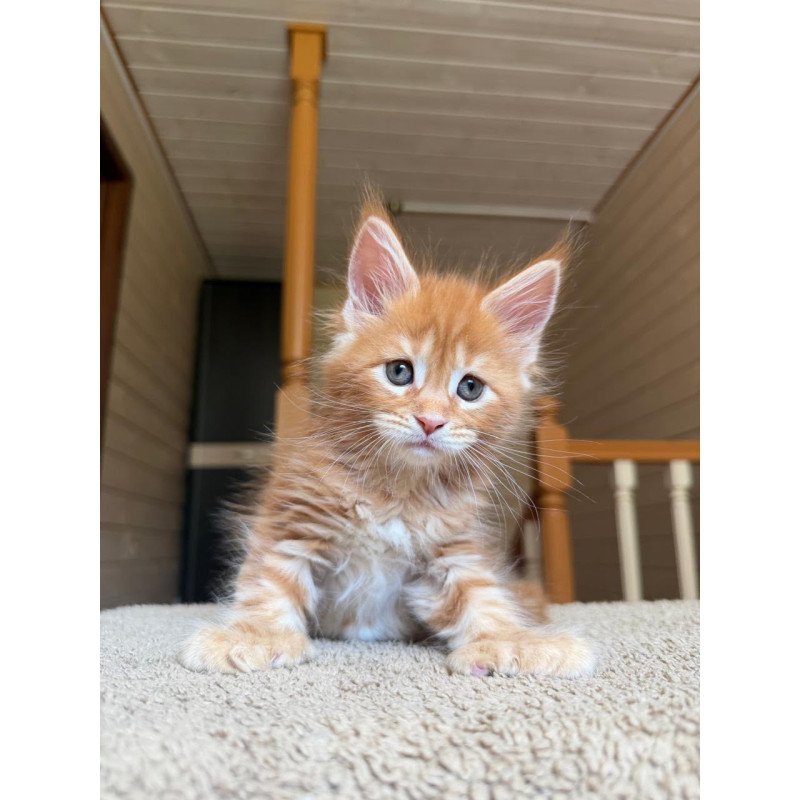 Maine Coon NOV Bazilio Polydactyl