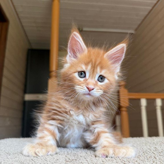 Maine Coon NOV Bazilio Polydactyl