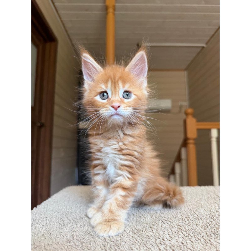 Maine Coon NOV Bazilio Polydactyl