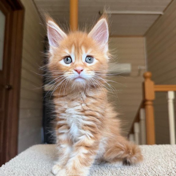 Maine Coon NOV Bazilio Polydactyl