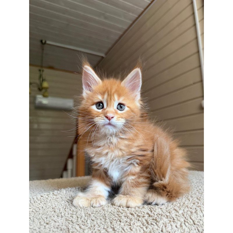 Maine Coon NOV Bazilio Polydactyl