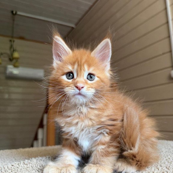 Maine Coon NOV Bazilio Polydactyl