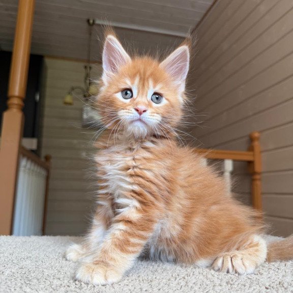 Maine Coon NOV Bazilio Polydactyl