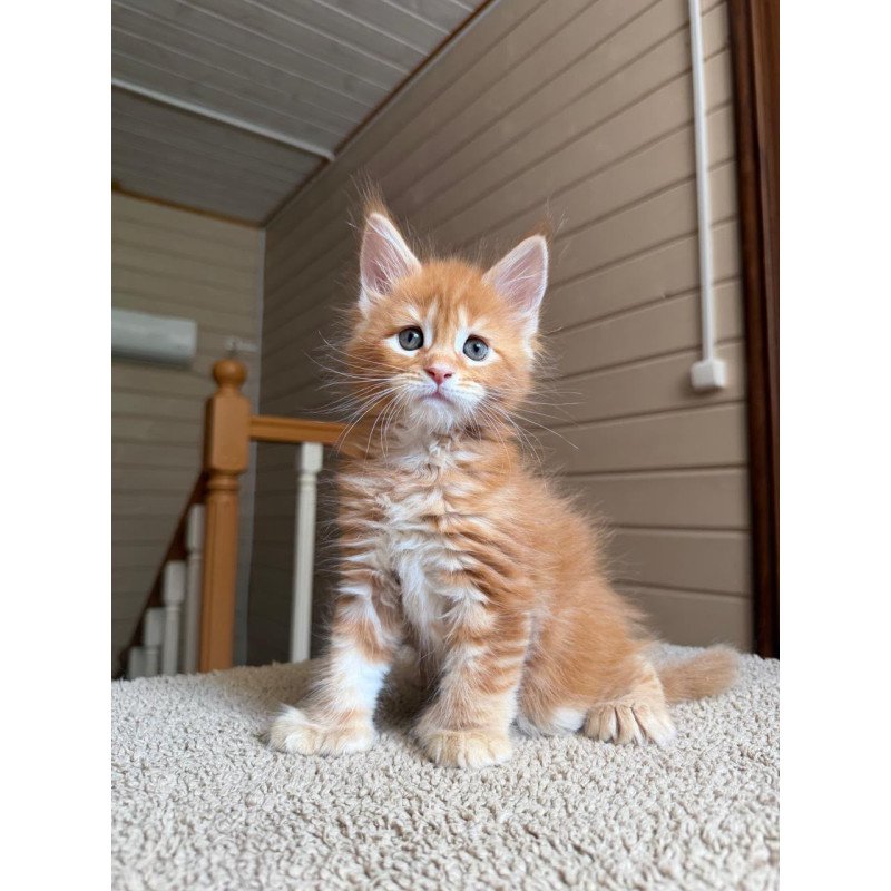 Maine Coon NOV Bazilio Polydactyl