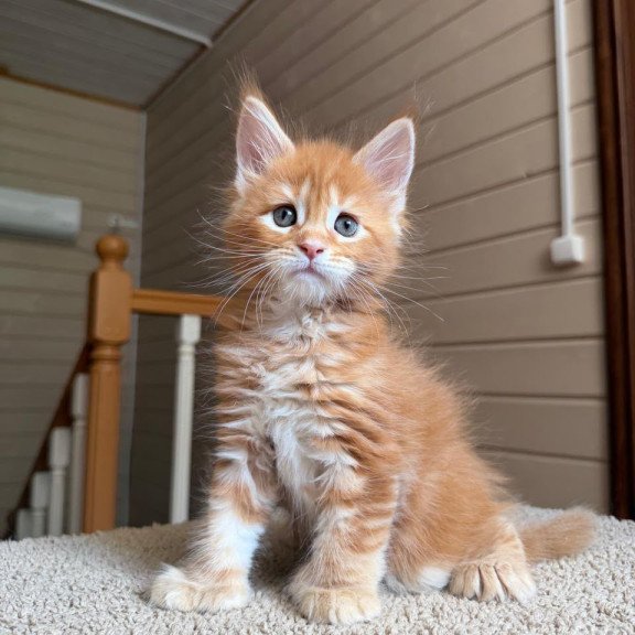 Maine Coon NOV Bazilio Polydactyl