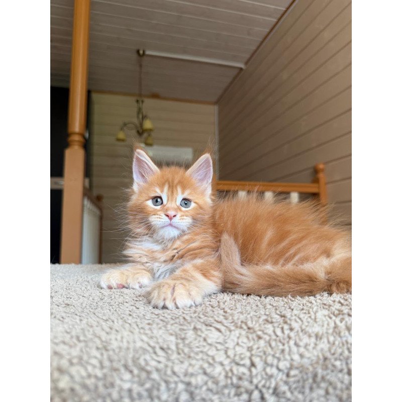 Maine Coon NOV Bazilio Polydactyl