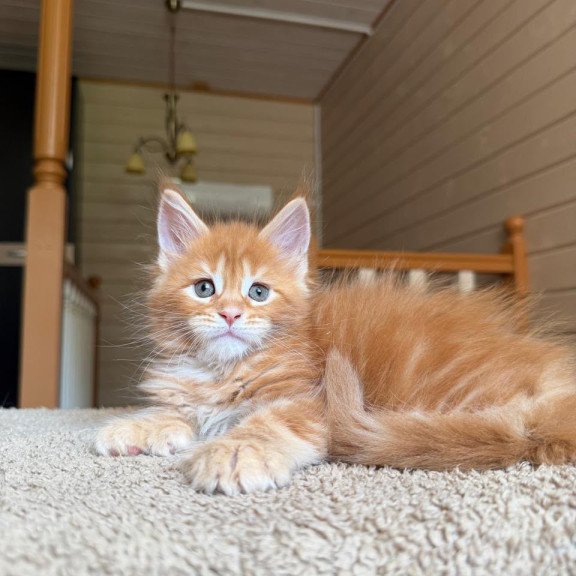 Maine Coon NOV Bazilio Polydactyl