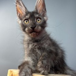 Maine Coon NOV Adam