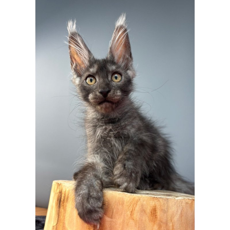 Maine Coon NOV Adam