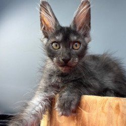 Maine Coon NOV Adam