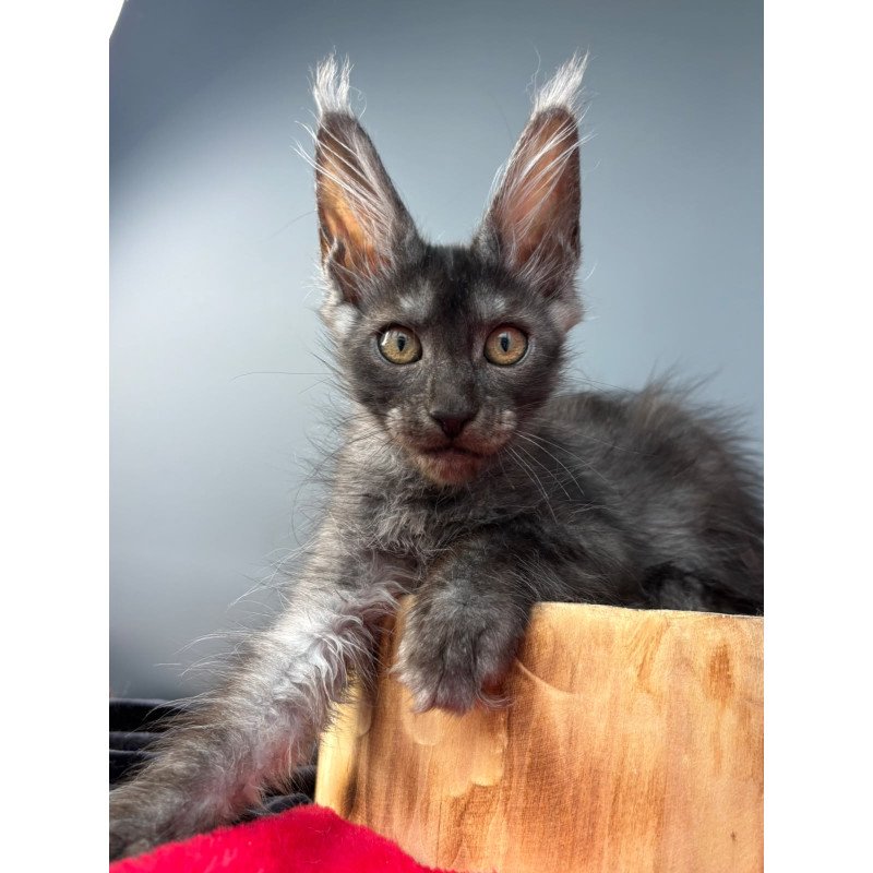 Maine Coon NOV Adam
