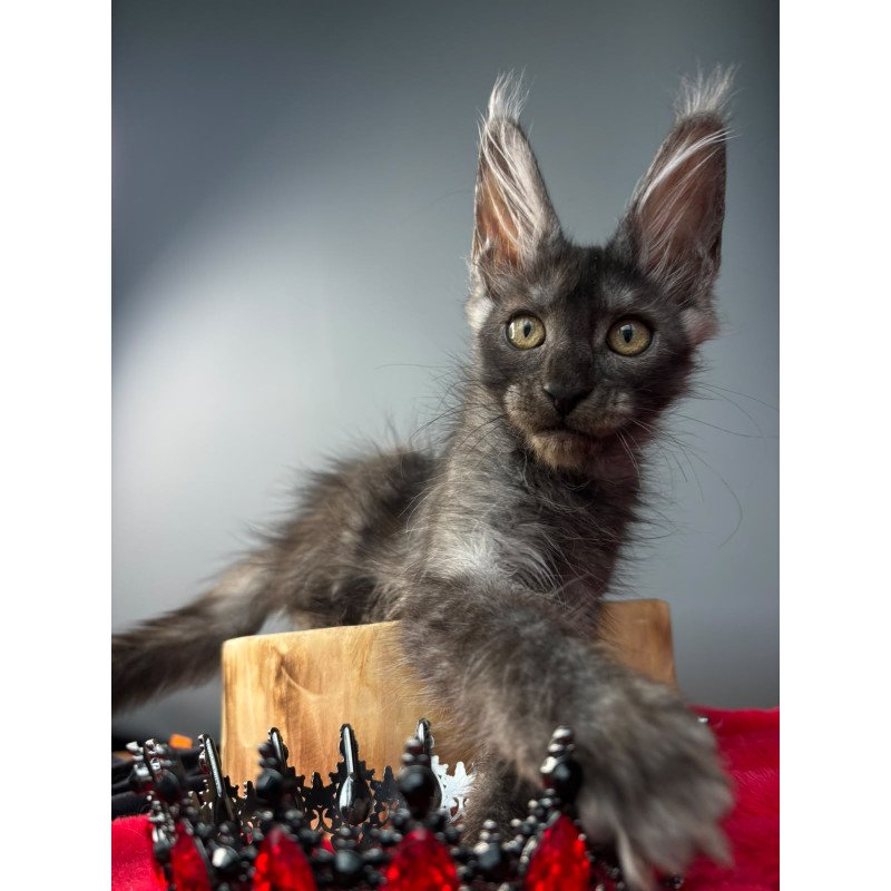 Maine Coon NOV Adam