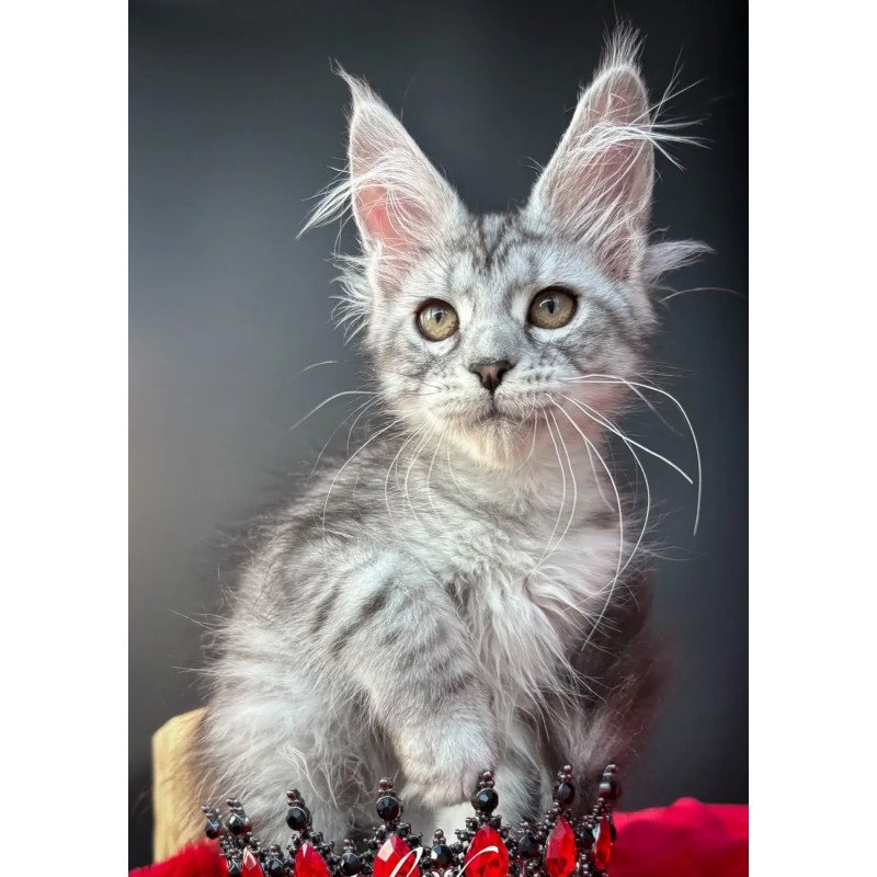 Maine Coon NOV Alice
