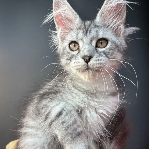 Maine Coon NOV Alice