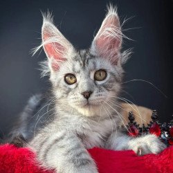 Maine Coon NOV Alice