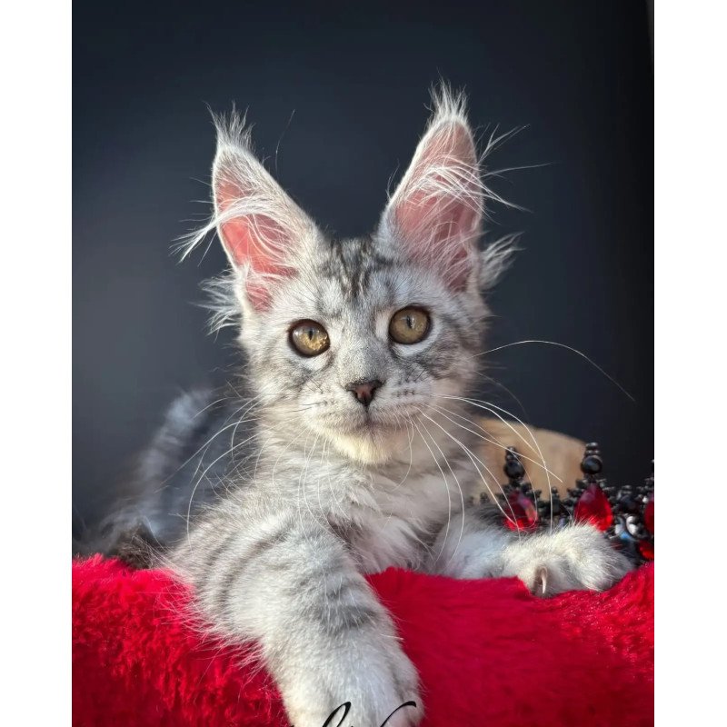 Maine Coon NOV Alice