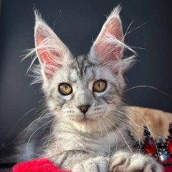 Maine Coon NOV Alice