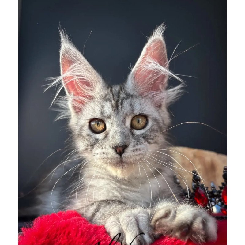 Maine Coon NOV Alice