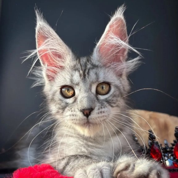 Maine Coon NOV Alice