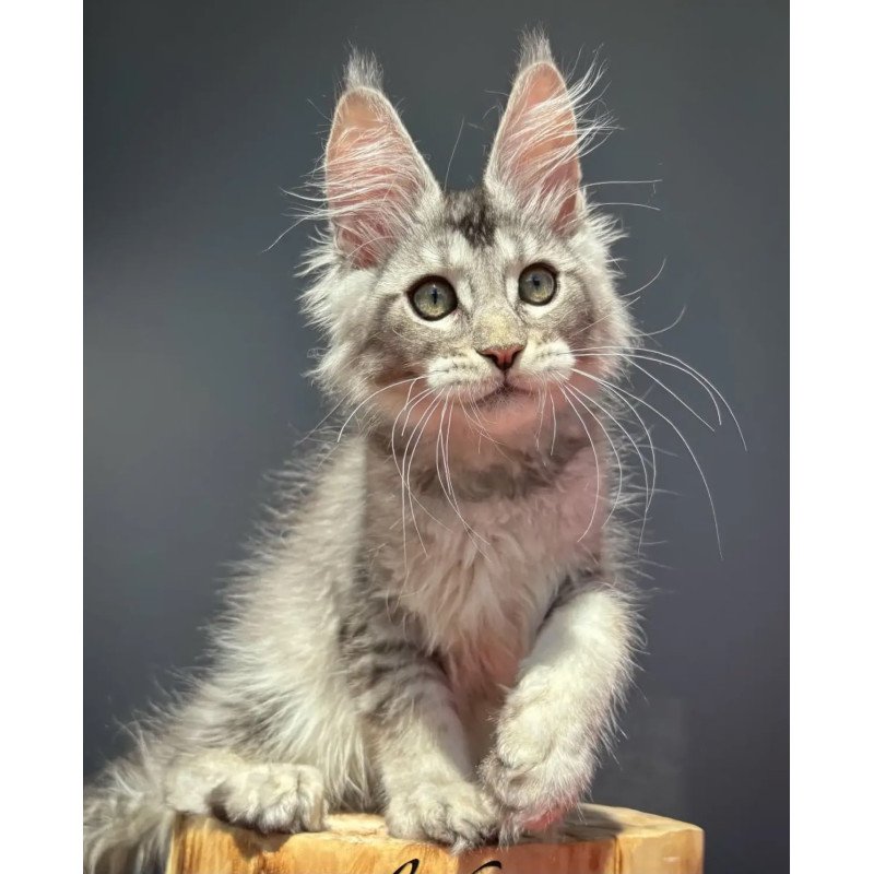 Maine Coon NOV Alex
