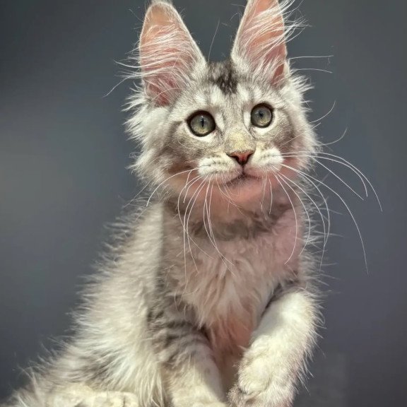 Maine Coon NOV Alex