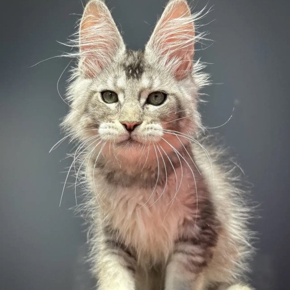 Maine Coon NOV Alex