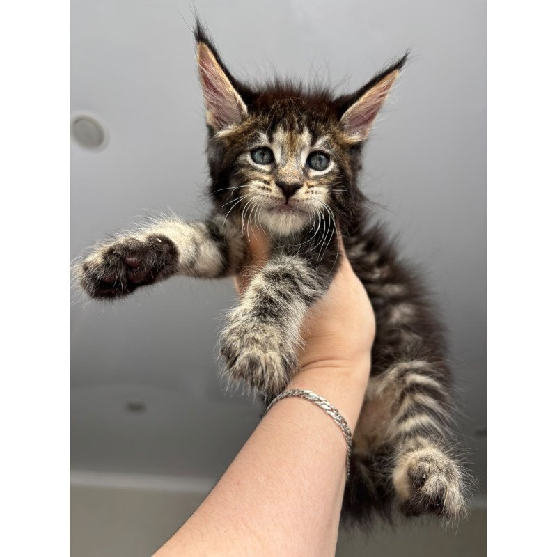 Maine Coon NOV Cookie