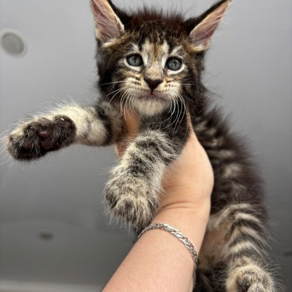 Maine Coon NOV Cookie