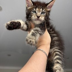 Maine Coon NOV Cookie