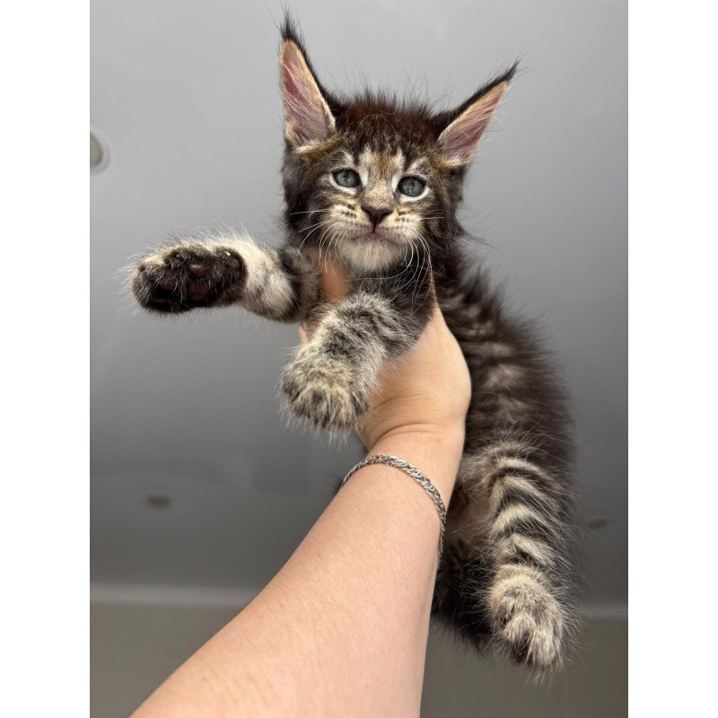 Maine Coon NOV Cookie