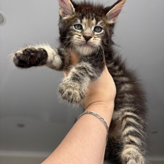 Maine Coon NOV Cookie