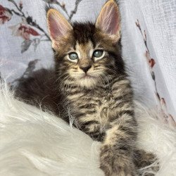 Maine Coon NOV Cookie