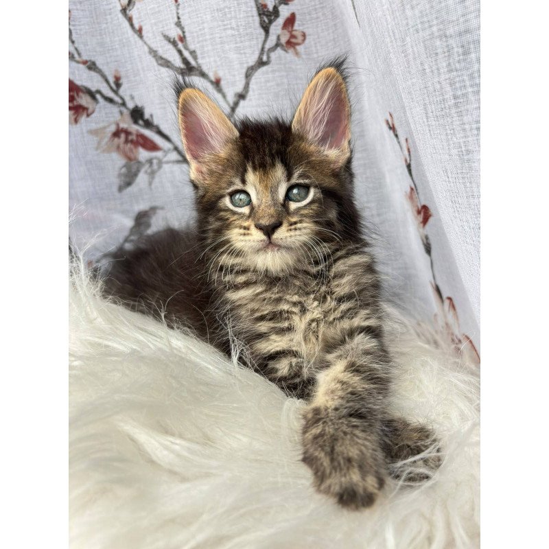Maine Coon NOV Cookie
