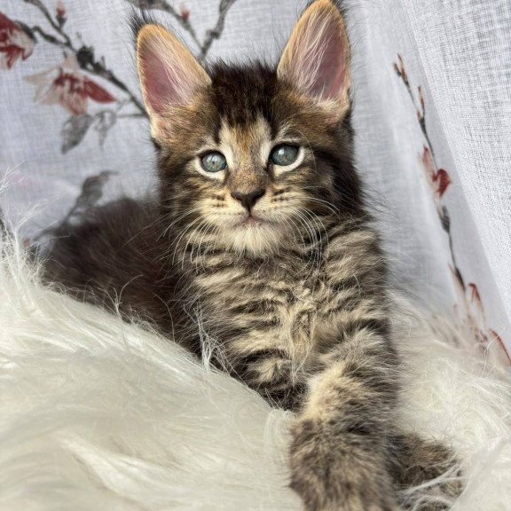 Maine Coon NOV Cookie