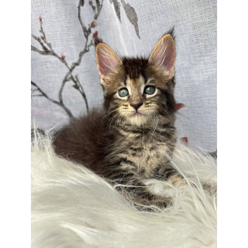 Maine Coon NOV Cookie