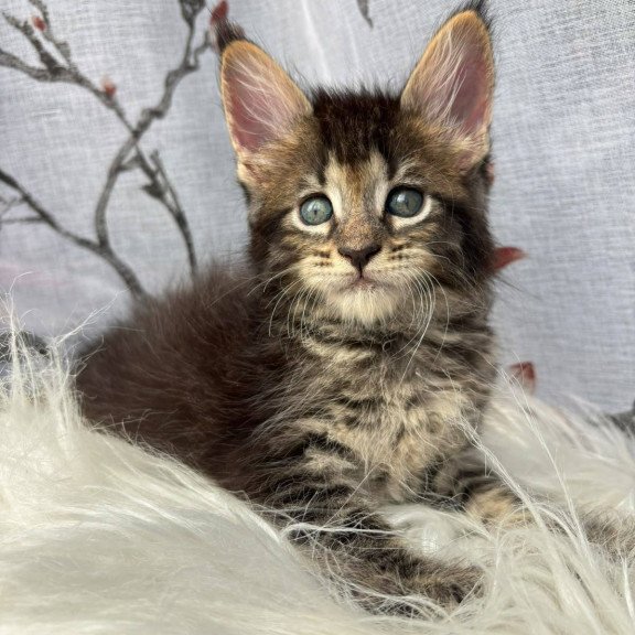 Maine Coon NOV Cookie