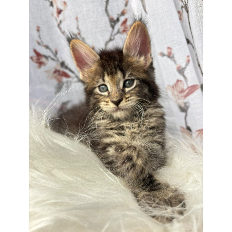 Maine Coon NOV Cookie