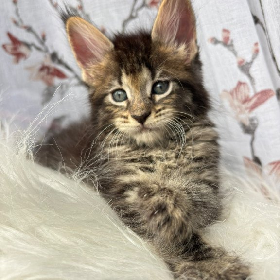 Maine Coon NOV Cookie