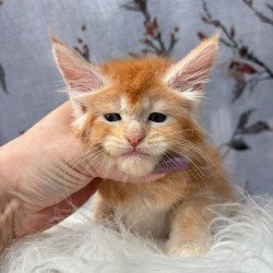 Maine Coon NOV Chiko