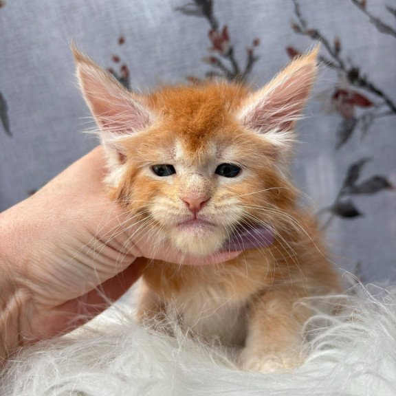 Maine Coon NOV Chiko