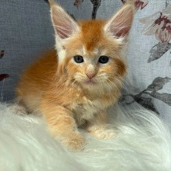 Maine Coon NOV Chiko