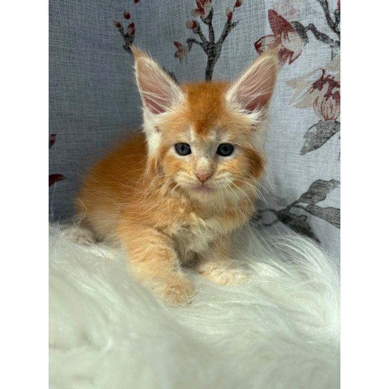 Maine Coon NOV Chiko