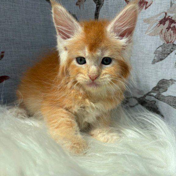 Maine Coon NOV Chiko
