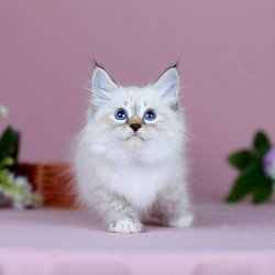Siberian NOV Jackson