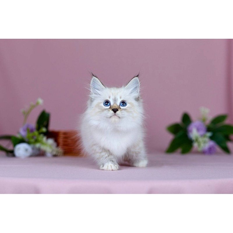 Siberian NOV Jackson