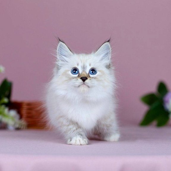Siberian NOV Jackson