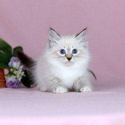 Siberian NOV Jackson