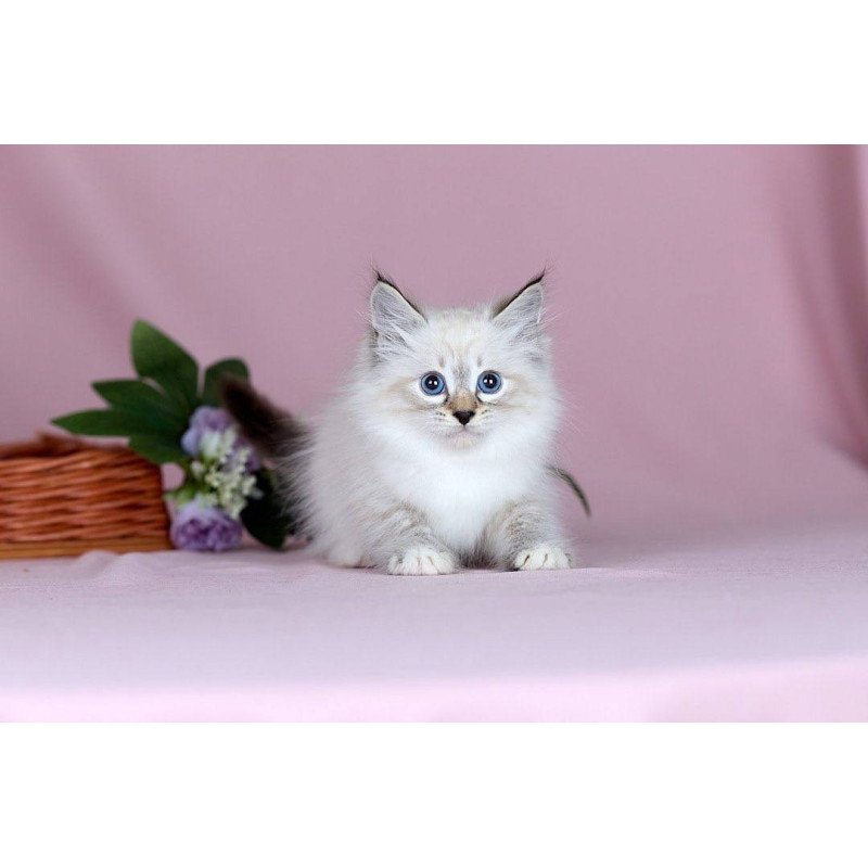 Siberian NOV Jackson
