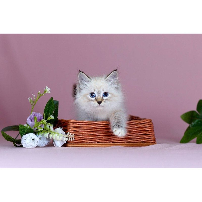 Siberian NOV Jackson